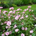 Lavatera trimestris 'Silver Cup'